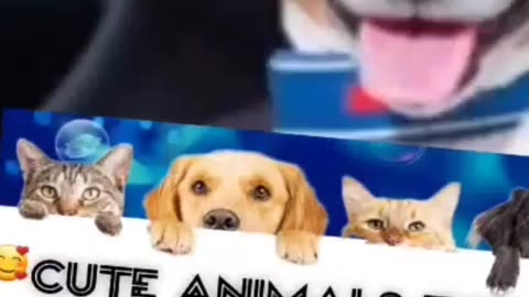 cute funny kitty and dog scene