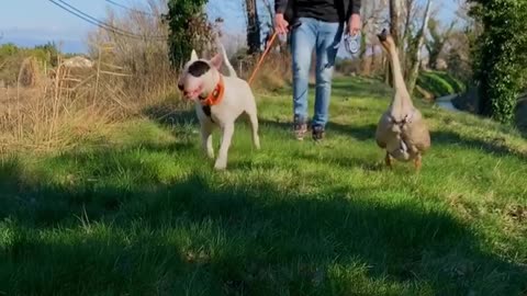 Rescued Tiny Gosling Thinks This Bull Terrier Is Her Mom