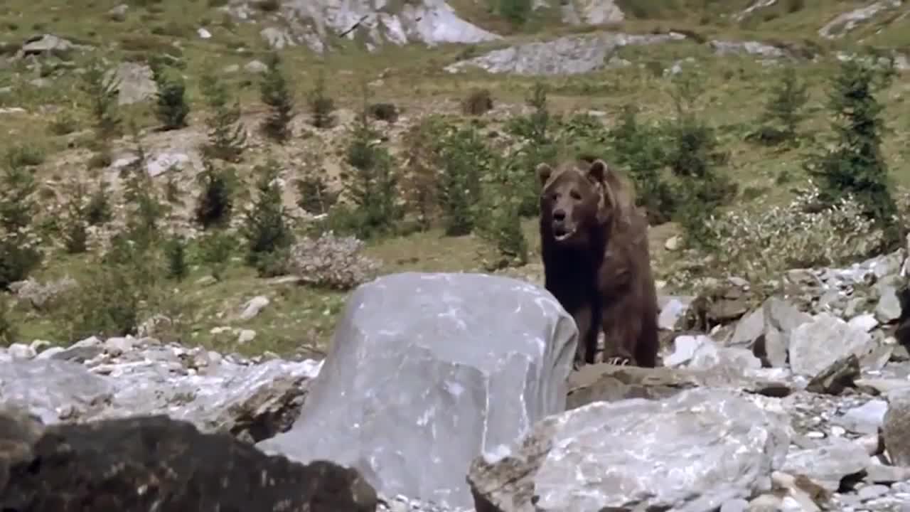 Lions is King But Fail! Mother Bear Save Her Baby From Puma Hunting, Giraffe vs Lions