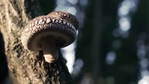 THIS IS WHAT THE JAPAN CULTIVATES SHIITAKE MUSHROOMS IN THE MODERN CHINESE WAY