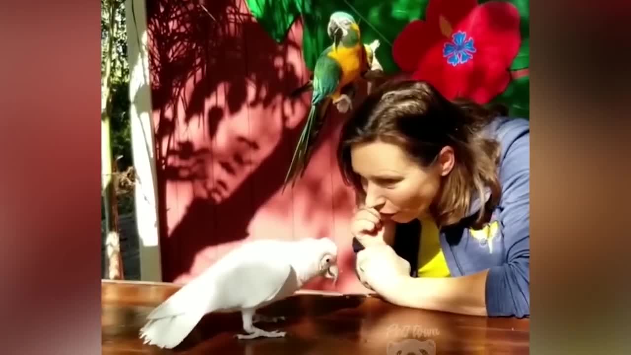 Smart And Funny Parrots Parrot Talking Videos Compilation P1 Super Dogsp3