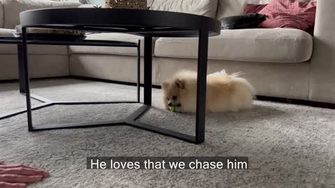 Daily Life Routines Episode 1 Pomeranian Dog