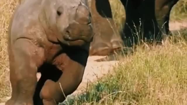 Do you think this baby rhino looks cute?