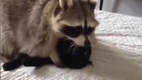 Raccoon plays with Cat🐱🦝funny pets