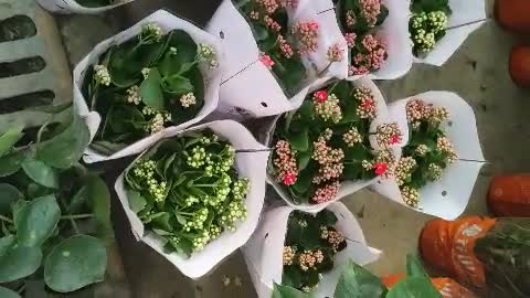 Bunch of starry flowers