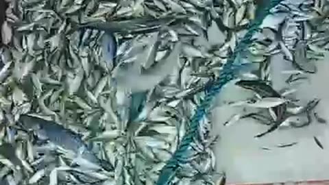 Massive fish catch