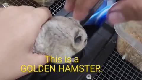 GoldenHamster