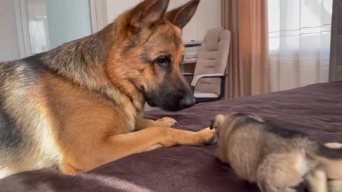 German Shepherd Meets Puppies for the First Time