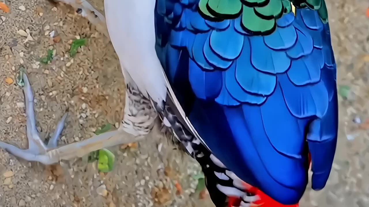 Beautiful birds