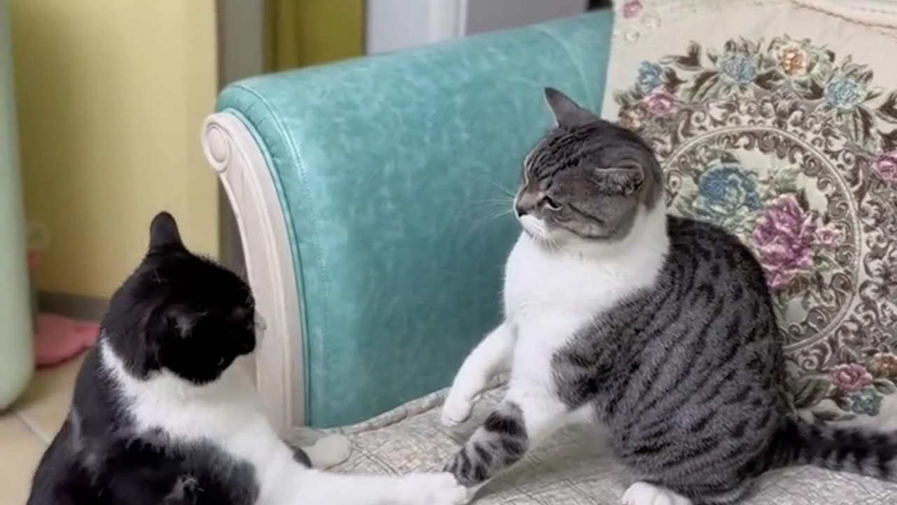 Cat fighting my new viral trending cat fight