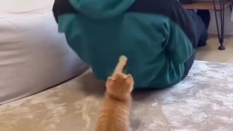 Cute animals