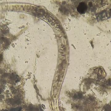 What are they Putting in Hot Dogs??