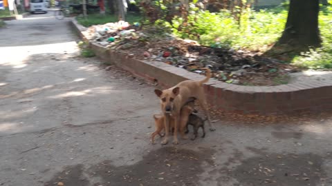 The dog is feeding the babies
