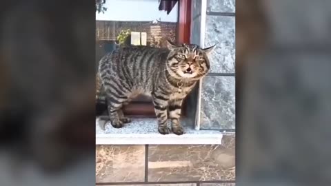 Cute cat English video