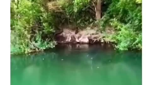 shocking lake