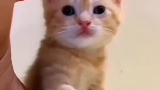 Cat lover