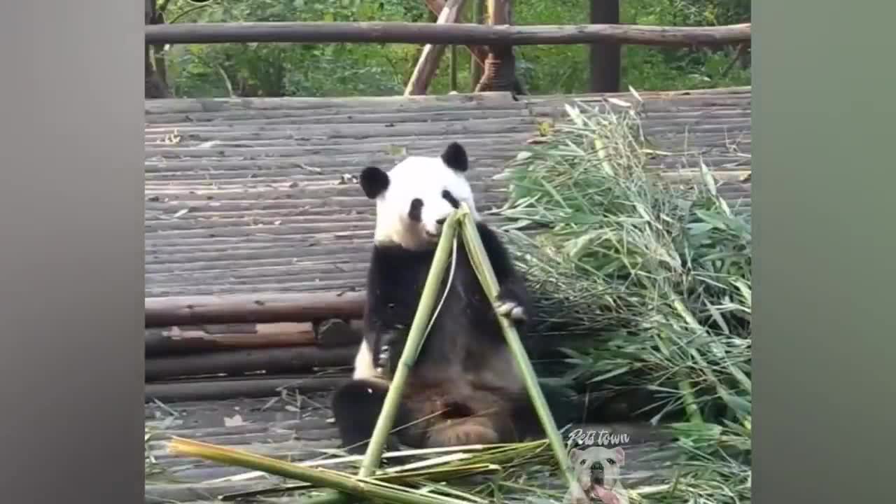 funny panda