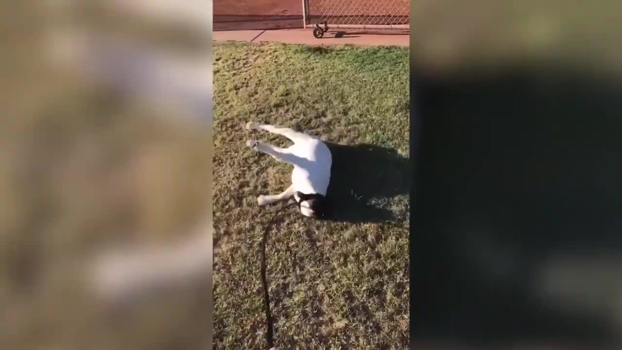 funny pets😂