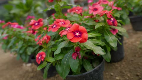 Close shot of flowering plants in a nursery