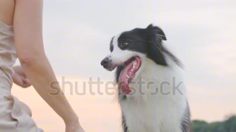 Dogs funny moments #dogs #dog #funnydog