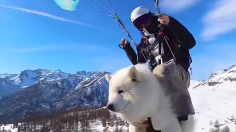 Amazing dog moments