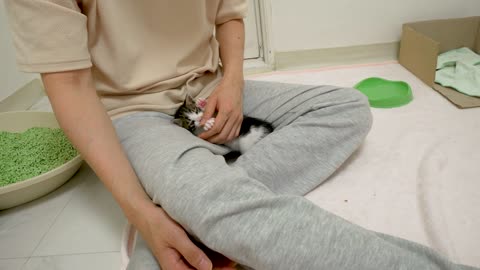 The Rescued Kitten Wants to Be with Human Anytime, Anywhere