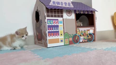 cute cat playing