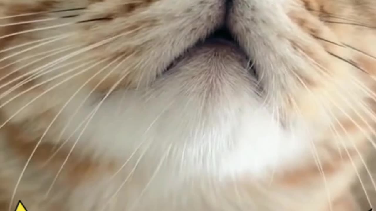 Cute cat videos 😎🤩 #catlover #viralvideo
