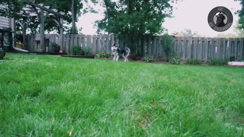 Dramatic Husky confronts the groomers with a fit