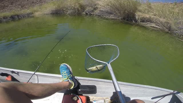 Nice Bass Colorado River