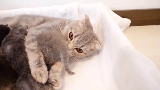 Mother Cat Who Absolutely Wants To Groom vs. Kitten Who Absolutely Does Not Want To Be Groomed