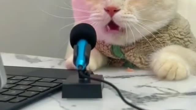 Cat funny music song