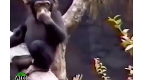 Chimpanzee funny reaction 😂😂