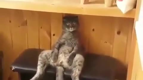 Cute and funny animals