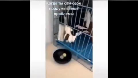 Cute animals laughing videos 😂
