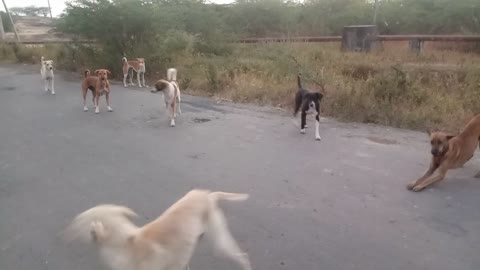 Dog playing each other in morning