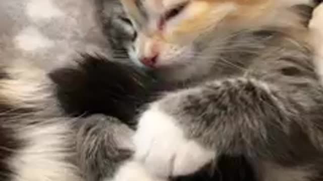 Fall in love with this ridiculously adorable family on our rescue livestream: TinyKittens.com/live