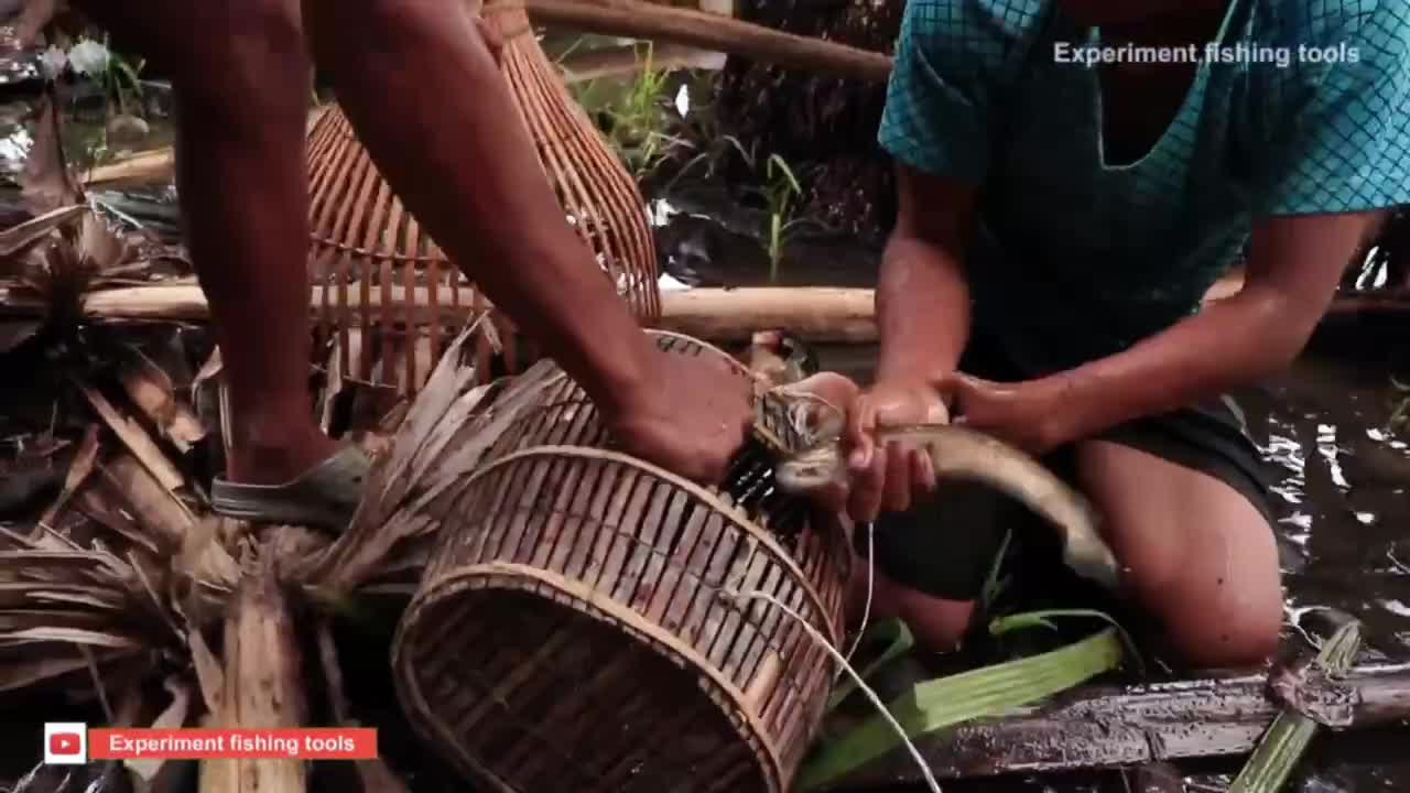 Experiment Venomous Snake In The Water Under Palm Tree