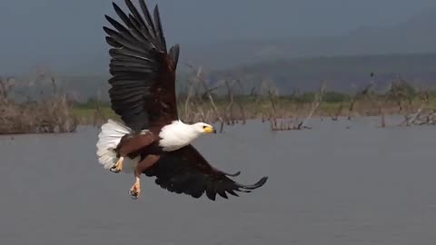 Eagle