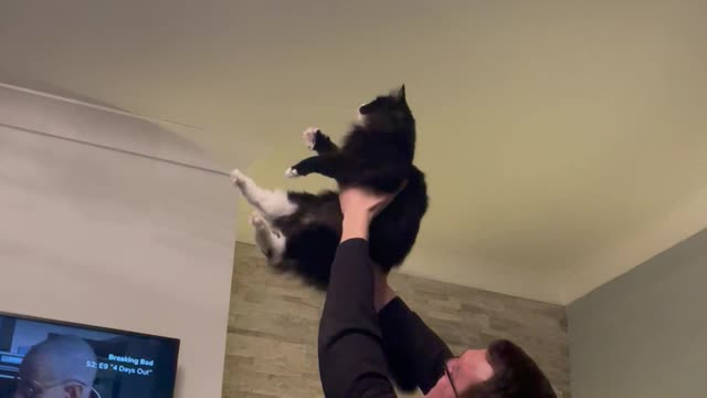 Boyfriend and Cat Working Together to Catch a Moth Fail