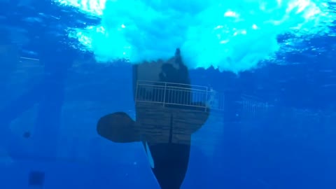 Sea World Killer Whale splash from below