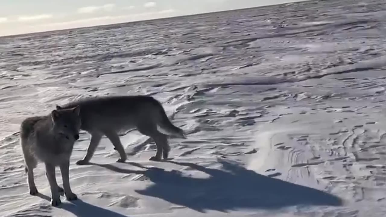 Surrounded by Wolves in Arctic