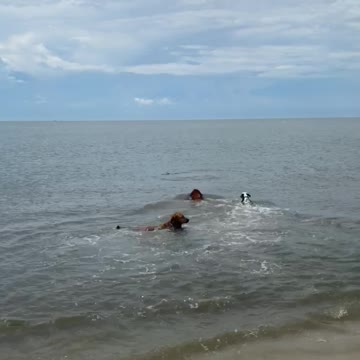 Puppy’s first time swimming