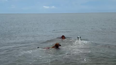 Puppy’s first time swimming