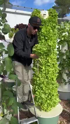 Preparedness - Vertical Gardens