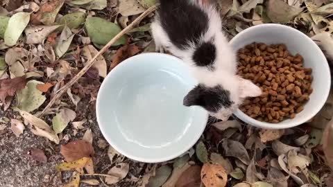 Siberian cat does back flips when instructed