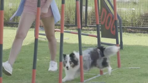 Women training a cute dog 🐕