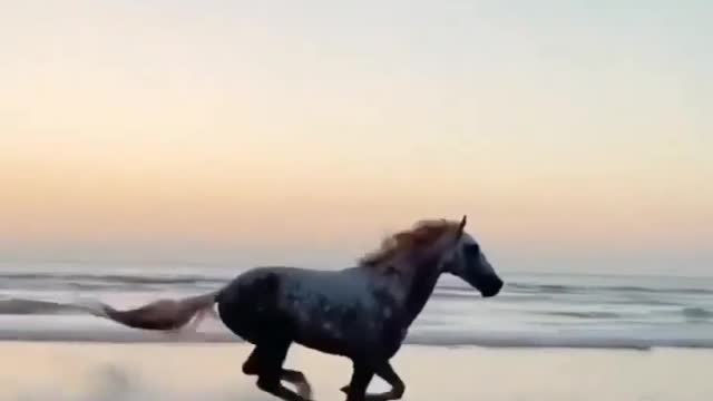 RUNS WILD. WILD FREE