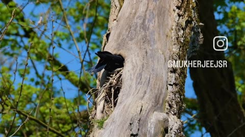 Bird when nesting