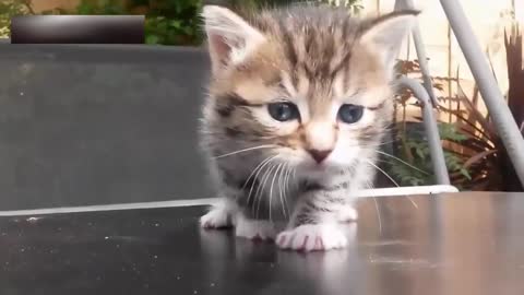 Cat funny videos